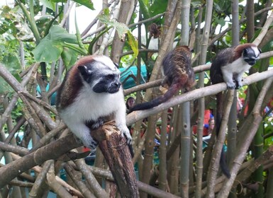 Monkey Islands & Eco Cruise Tour inside the Panama Canal