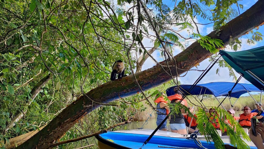 Picture 8 for Activity Monkey Islands & Eco Cruise Tour inside the Panama Canal