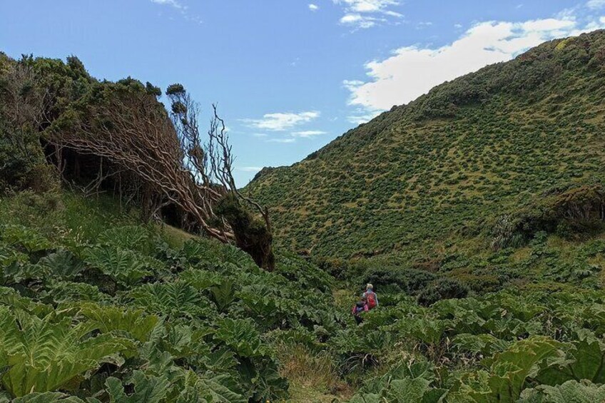 Private Hiking Activity 8 hours Pacific Sea Route in Cucao