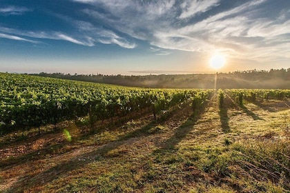 From Lake Garda: Full-Day Valpolicella Wine and Lunch Guided Trip