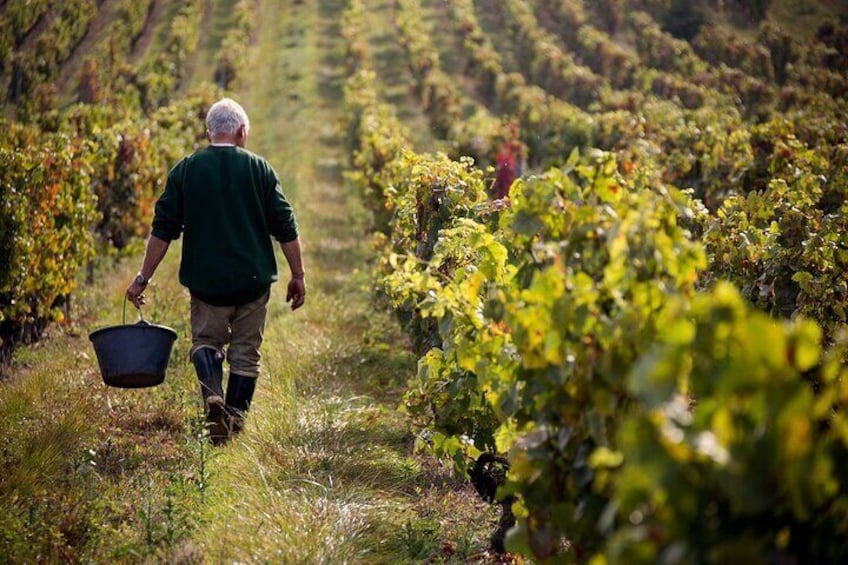 Summerland Wine Tour Full Day Guided With 5 Wineries