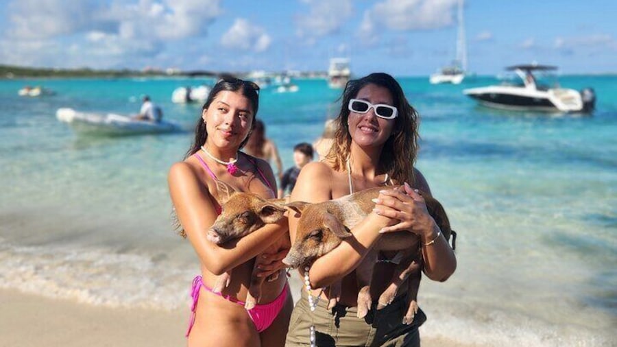 Enjoy taking pictures with our baby pigs.