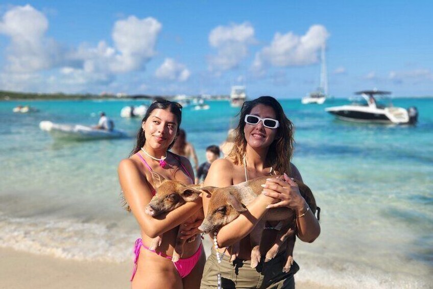 Enjoy taking pictures with our baby pigs.