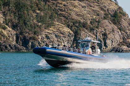 Half-Day Anacortes Whale and Wildlife Watching Guided Adventure