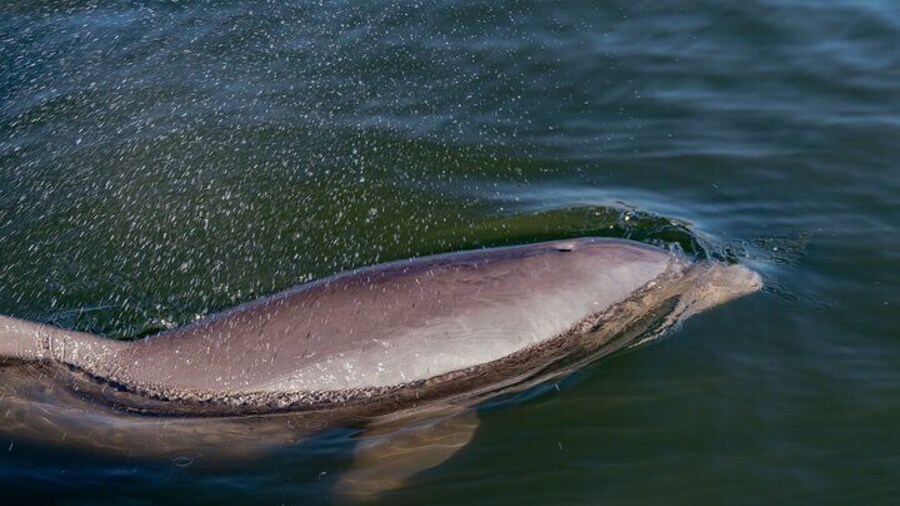 Bottlenose dolphin in Canaveral National Seashore.