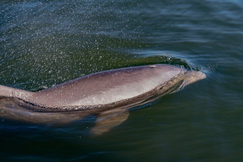 Bottlenose dolphin in Canaveral National Seashore.