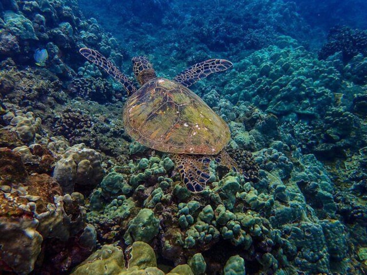 Sea turtle swims above the coral in the waters off Molokini, near Maui, Hawaii.