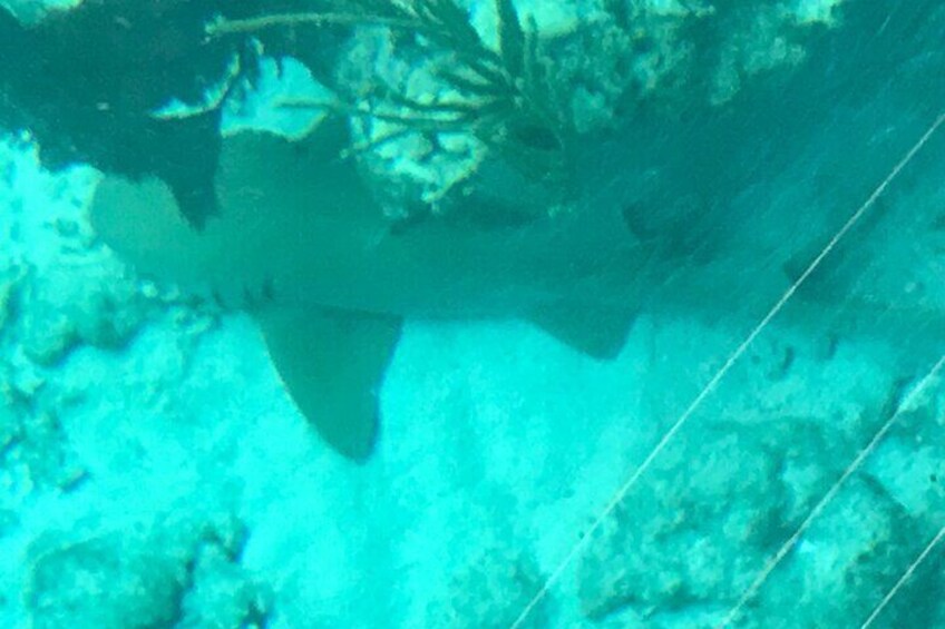 Nurse Shark resting on the reef