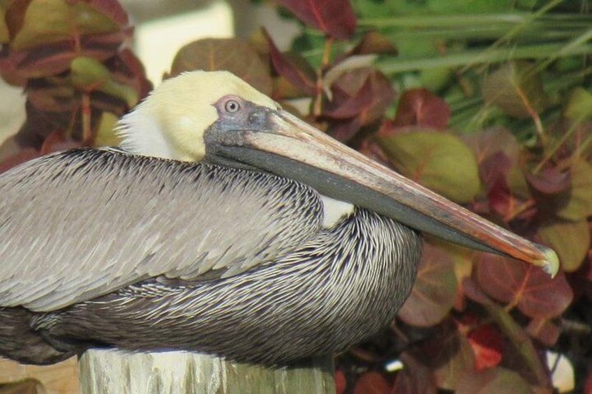 Resting Pelican