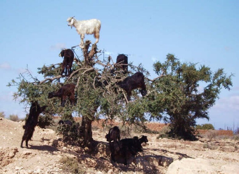 Picture 5 for Activity From Agadir: Half-Day Tour to Taroudant