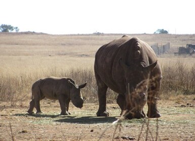 Rhino and Lion Nature Reserve Tour with Carnivore Dinner