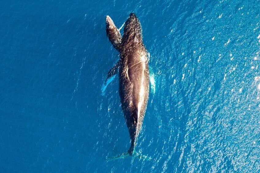 Humpback Whales during June, July and August