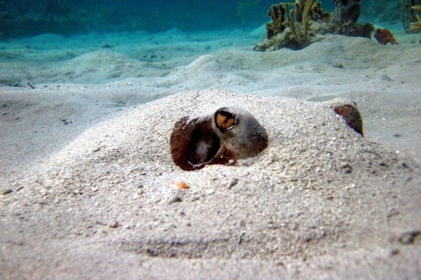 Culebra Island Kayak & Snorkel with Turtles Adventure - Ferry Tickets Included