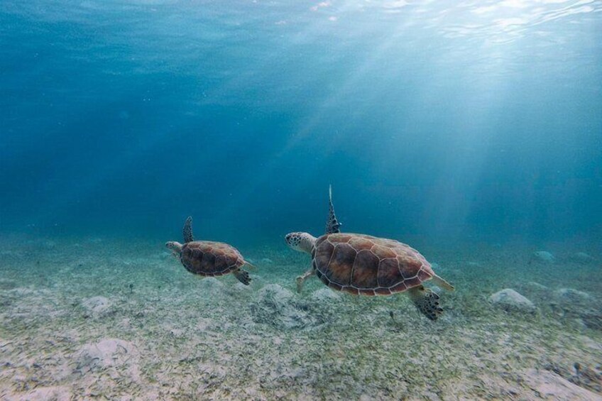 Culebra Island Kayak & Snorkel with Turtles Adventure - Ferry Tickets Included