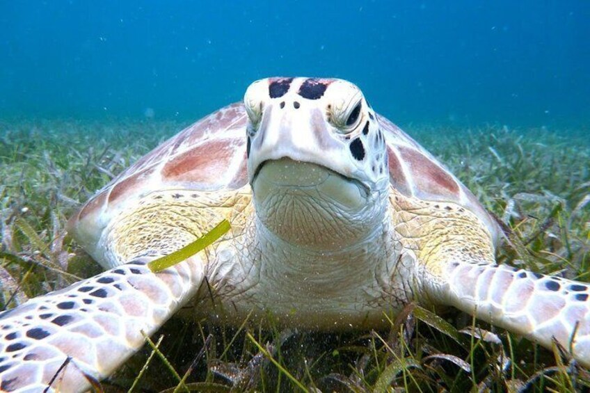 Culebra Island Kayak & Snorkel with Turtles Adventure - Ferry Tickets Included