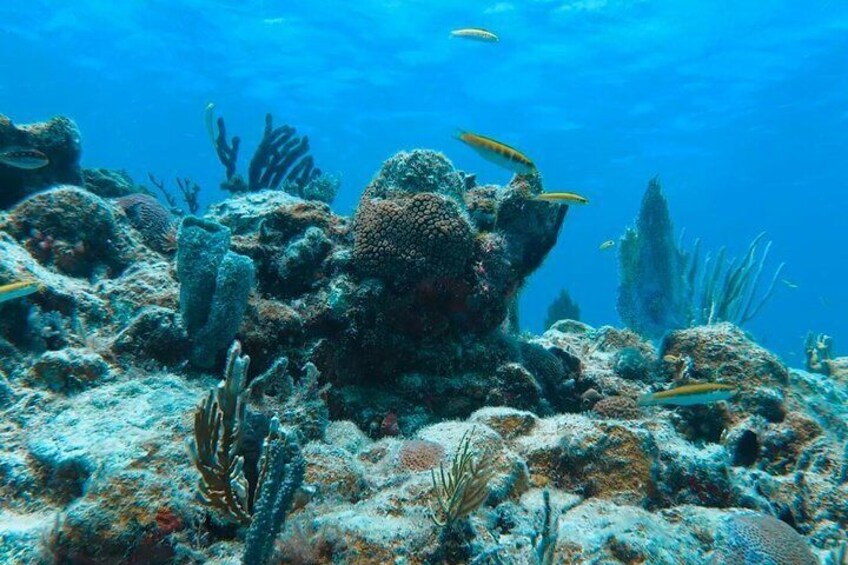 Underwater Views