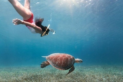 Culebra Island Snorkel with Turtles Adventure - Ferry Tickets Included
