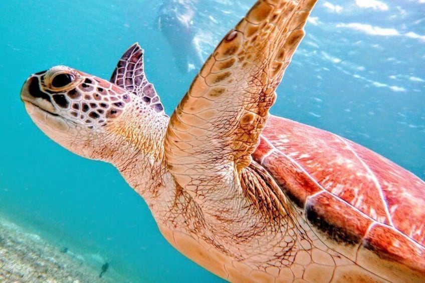 Culebra Island Kayak & Snorkel with Turtles Adventure - Ferry Tickets Included