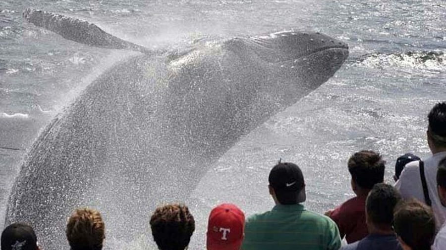 Whale Watching Tour
