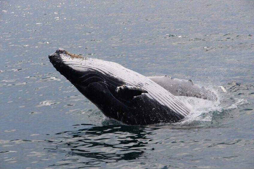 Whale Watching Tour in Gloucester