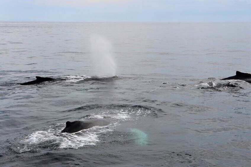 Whale Watching Tour in Gloucester