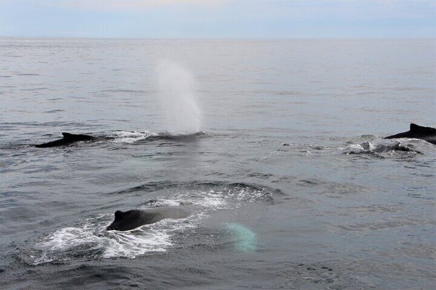 Whale Watching Tour in Gloucester