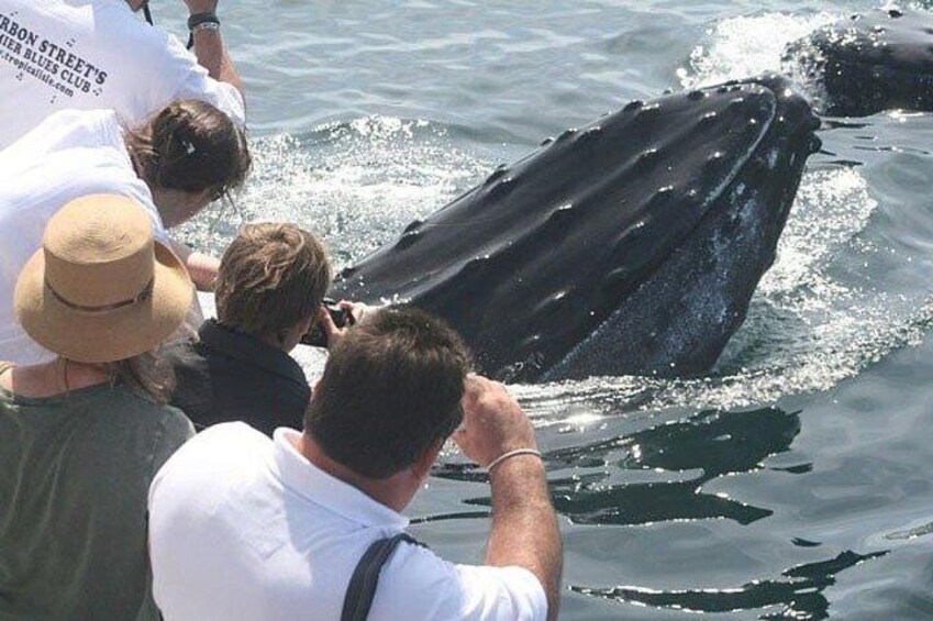 Don't forget your camera for amazing up-close photos of the whales!