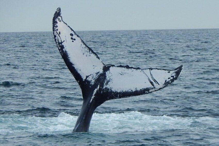 Whale Watching Tour in Gloucester