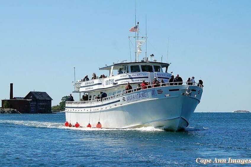 Whale Watching Tour in Gloucester