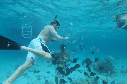 Stingray City Experience Plus två snorklingstopp på Grand Cayman
