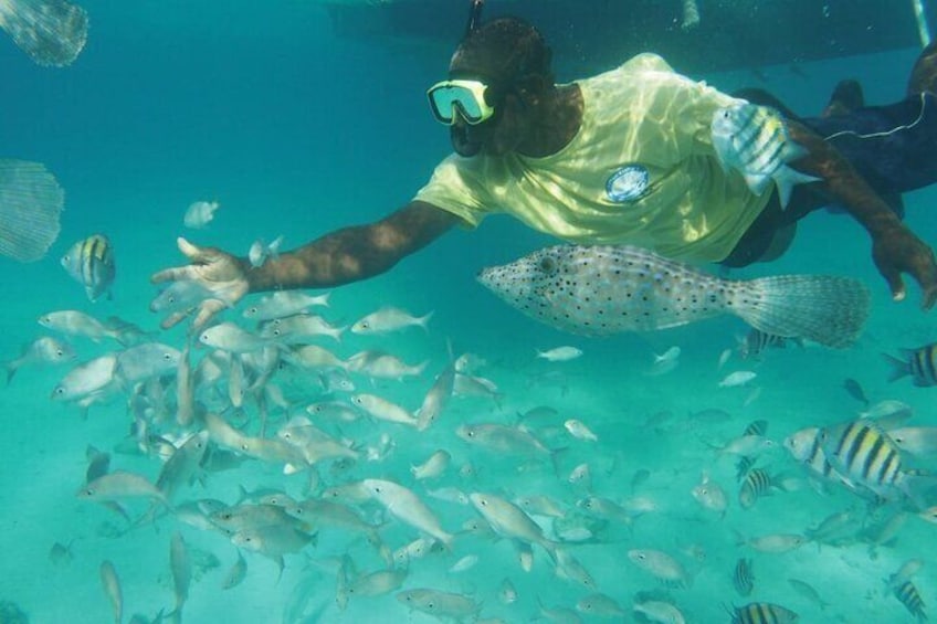 school of fish at the Coral Garden