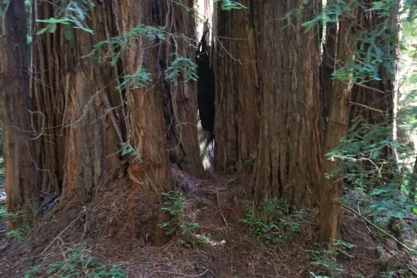 Small Group Half Day Muir Woods and Sausalito Morning Tour 