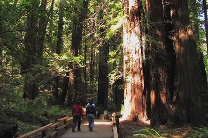 Muir Woods and Sausalito Morning Tour Small-Group Half Day