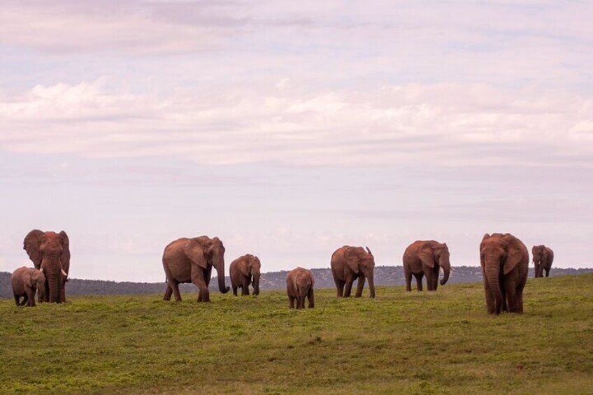 Addo Elephant Full Day Safari with a Traditional South African Braai (BBQ) Lunch