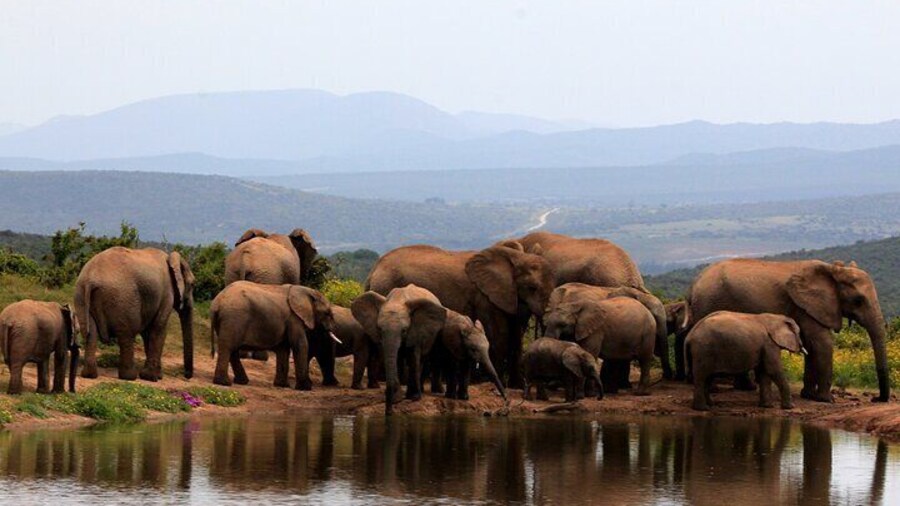 Addo Elephant Full Day Safari with a Traditional South African Braai