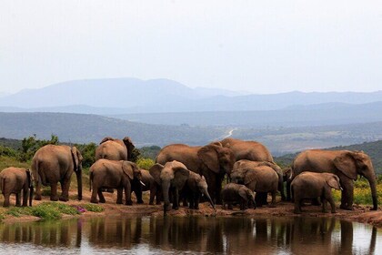 Addo Elephant Full Day Safari with a Traditional South African Braai (BBQ) ...