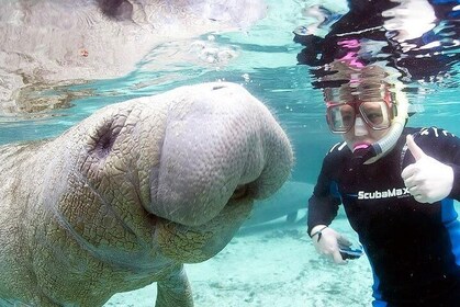 Most Popular 3hr Manatee Swim Tour + In-Water Guide!