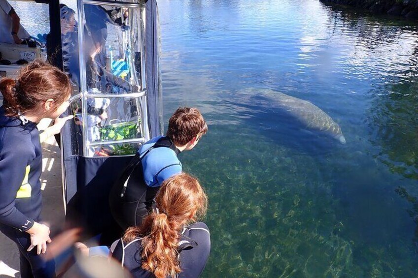 This is what we call a manatee "fly by". 