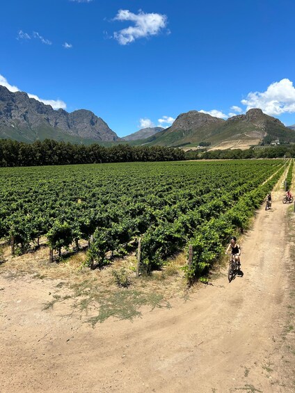 Picture 13 for Activity From Cape Town: Franschhoek Vineyards Bike Tour with Lunch