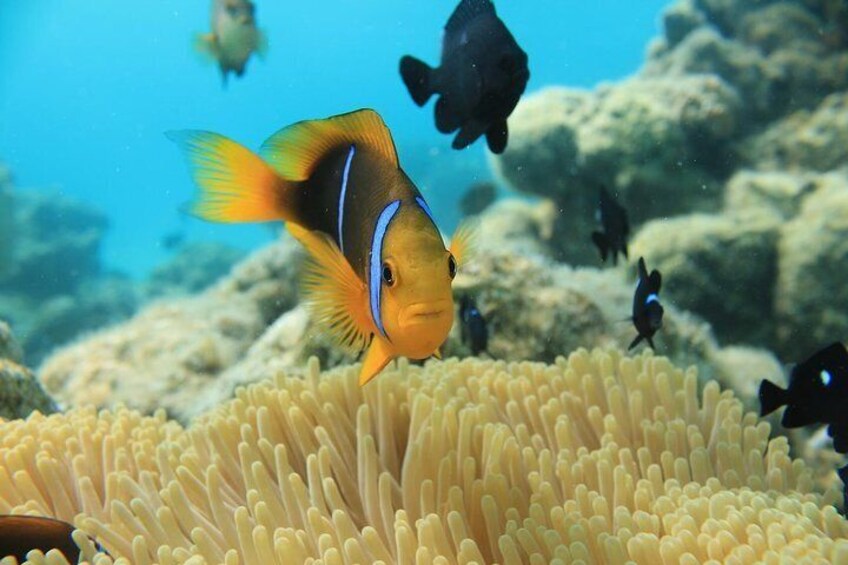 Aqua Safari Bora Bora