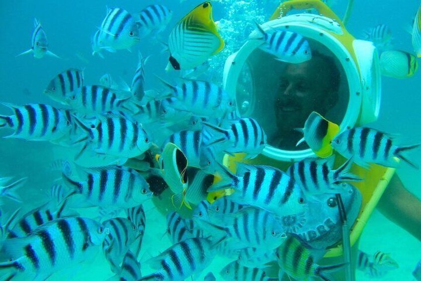 Would you like to be surrounded by tropical fish?