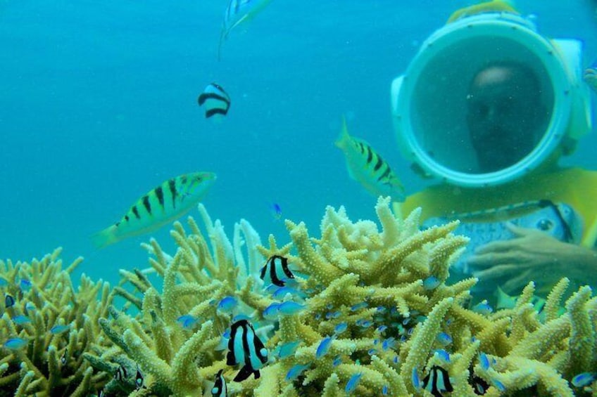 Reef Discovery in the lagoon of Bora Bora