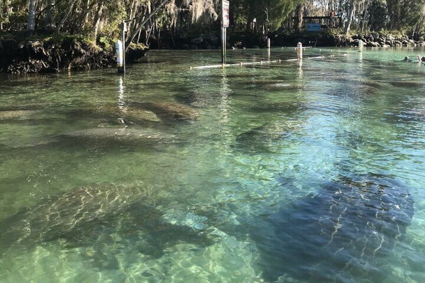 Clear Kayak Tour of Crystal River