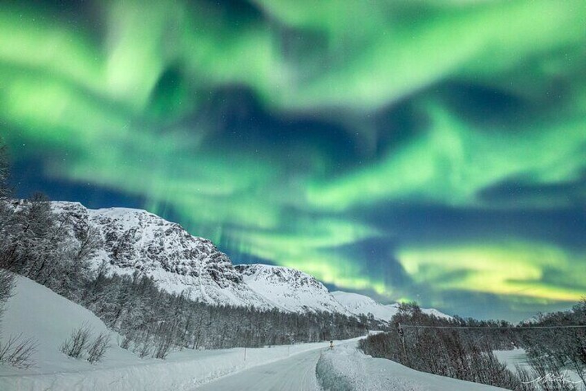 This time Northern Lights look like seagulls
