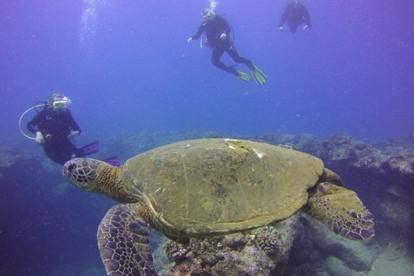 Kauai's Ultimate Discover Scuba Dive - OCEAN EXPERIENCE (1 Tank Dive)