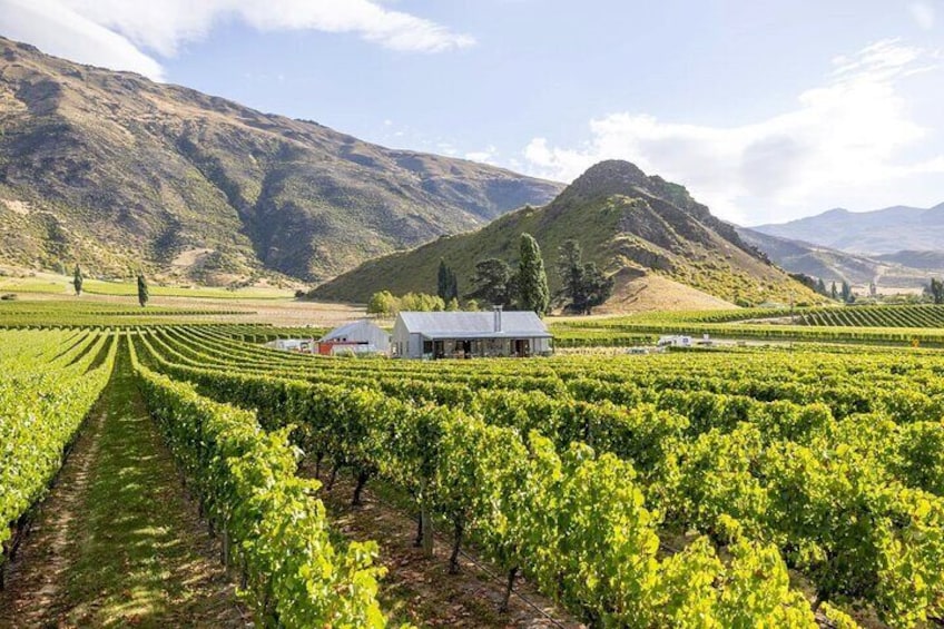 5-Hour Wine and Food Sampler Tour from Queenstown