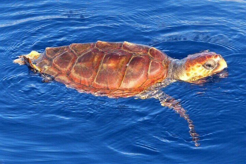 Los Gigantes Whale Watching Charter by Sail Boat