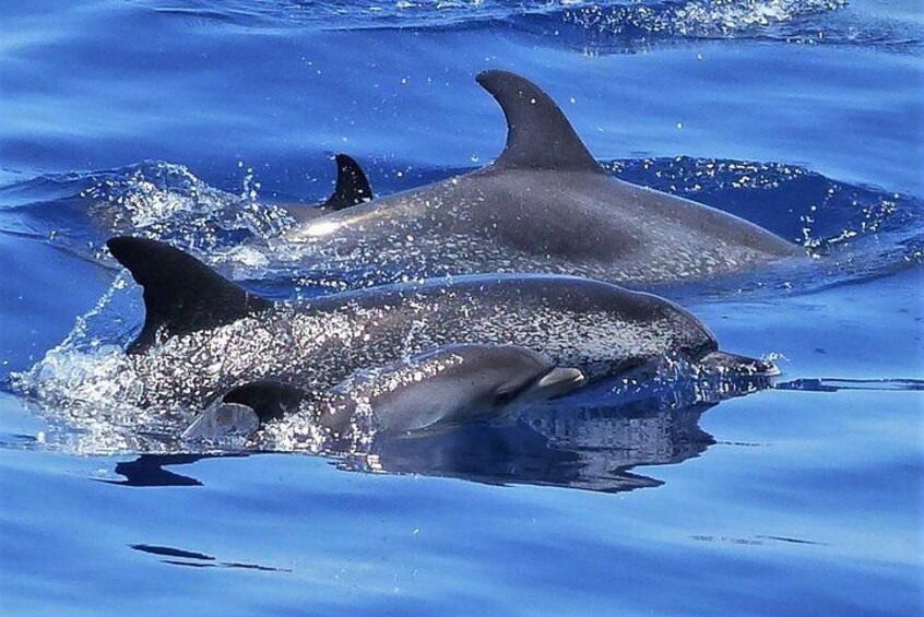 Family of bottlenose dolphin