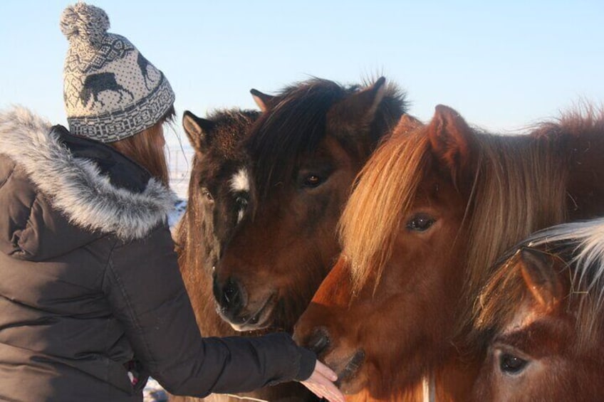 Icelandic horse