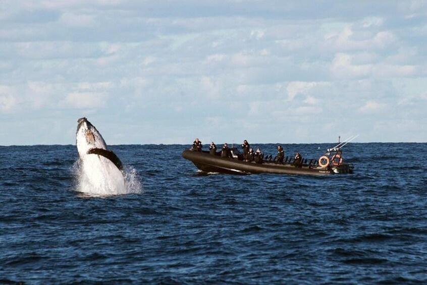 Sydney Whale-Watching by Speed Boat